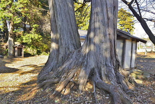 茨城県巨木・坂東市・星神社のヒノキ