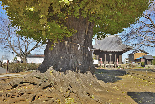 茨城県巨木・坂東市・長谷寺のイチョウ