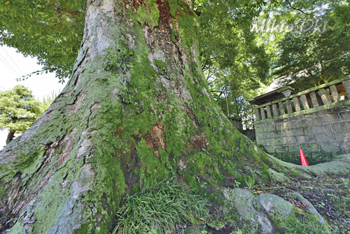 栃木県巨木・小山市・国府神社のケヤキ