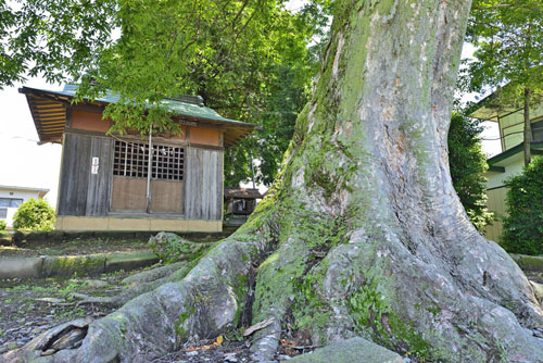 栃木県巨木・小山市・下国府塚愛宕神社のケヤキ