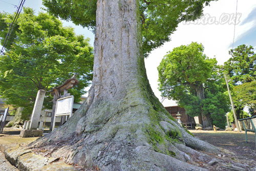 栃木県巨木・小山市・東箭神社のケヤキ