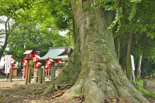 栃木県巨木・小山市・高椅神社のケヤキ