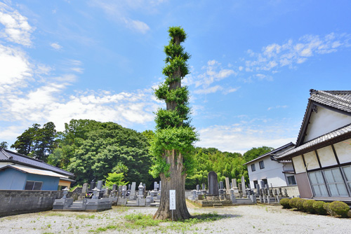 栃木県巨木・小山市・西光寺のイチョウ