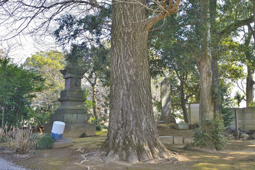 群馬県巨木・板倉町・高鳥天満宮のイチョウとムクノキ