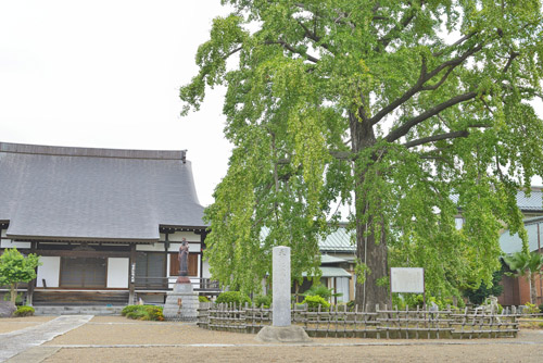 埼玉県巨木・春日部市・満蔵寺のお葉付イチョウ