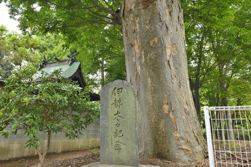 埼玉県巨木・春日部市・新方袋香取神社のケヤキ