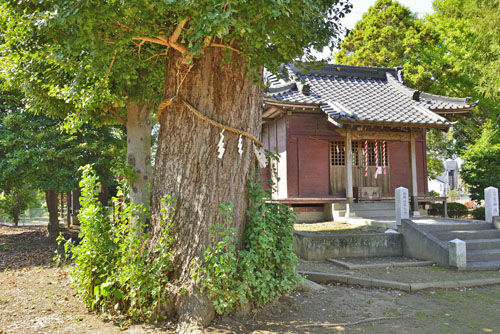 埼玉県巨木・春日部市・梅田雷電神社のイチョウ