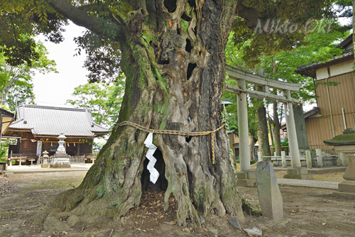 茨城県巨木・下妻市・宗道神社のスダジイ