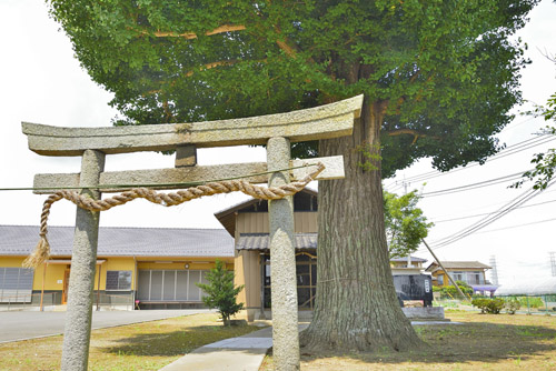 茨城県巨木・下妻市・二本紀宗任神社のイチョウ