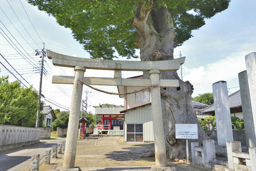 茨城県巨木・下妻市・高道祖神社のケヤキ