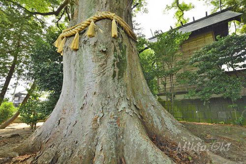 千葉県巨木・野田市・関宿香取神社のケヤキ