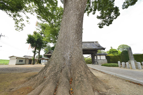 千葉県巨木・野田市・常敬寺のクスノキ