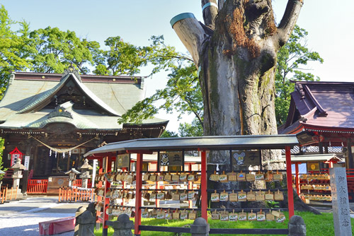 群馬県巨木・前橋市・総社神社の社叢ケヤキ