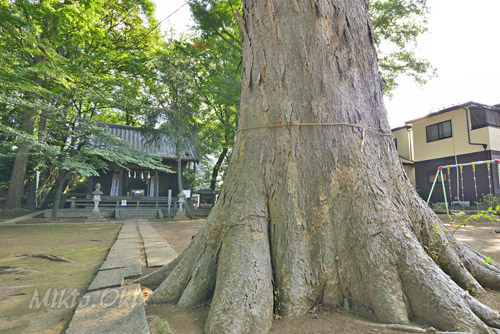 埼玉県巨木・さいたま市・八王子神社のケヤキ