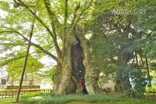 茨城県巨木・取手市・高源寺の地蔵ケヤキ