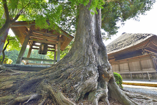 茨城県巨木・取手市・龍禅寺のイヌマキ