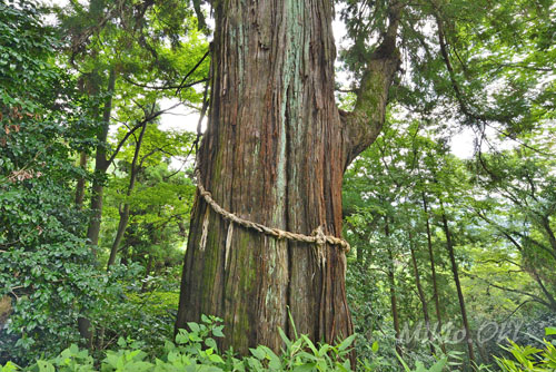 栃木県巨木・足利市・龍毘沙門天のスギ