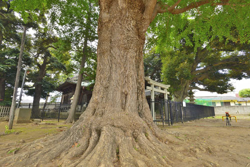 千葉県巨木・野田市・茂木佐公園のイチョウ