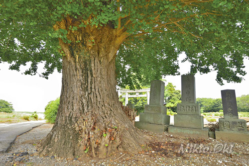 千葉県巨木・野田市・東金野井八幡神社のイチョウ