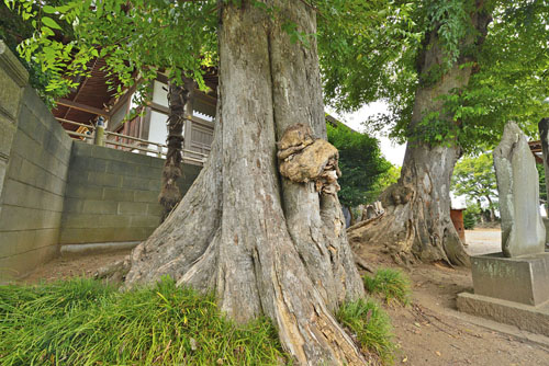 千葉県巨木・野田市・船形香取神社のムクノキ