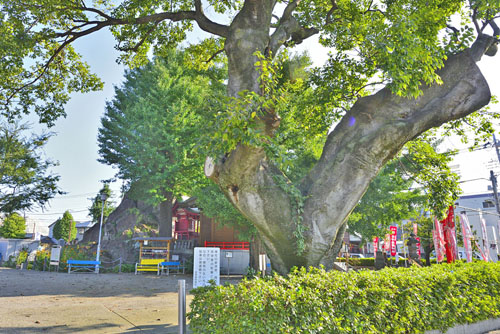 群馬県巨木・前橋市・岩神稲荷神社のエノキ