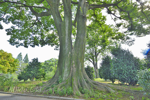 群馬県巨木・前橋市・楽歩堂前橋公園のエノキ