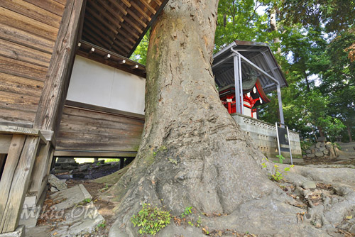 群馬県巨木・前橋市・東上佐鳥町春日神社のケヤキ