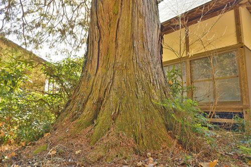 栃木県巨木・栃木市・大応寺の大ヒバ