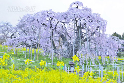 福島県桜巨木・三春町・三春滝桜
