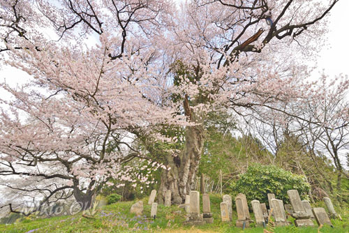 福島県桜巨木・三春町・菖蒲作の桜