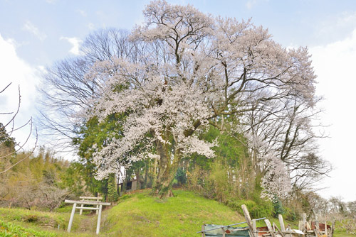 福島県桜巨木・三春町・杤久保の種蒔桜