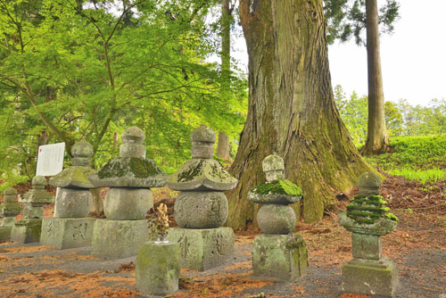 群馬県桜巨木・沼田市・雲谷寺の大杉