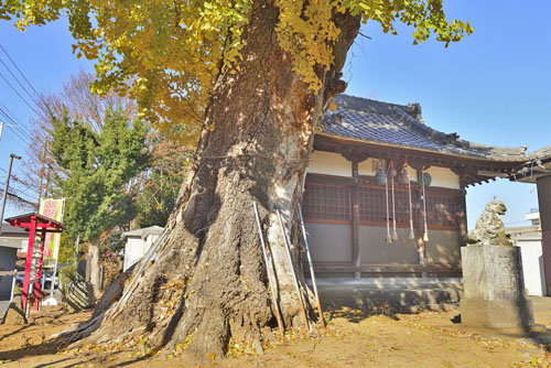 埼玉県巨木・杉戸町・杉戸愛宕神社のイチョウ