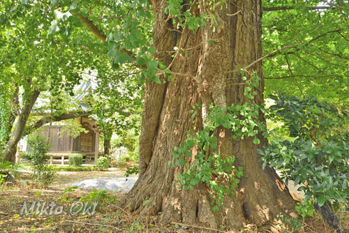 埼玉県巨木・宮代町・宝生院のイチョウ