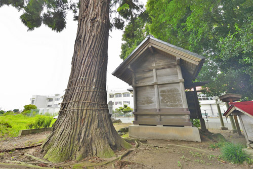 埼玉県巨木・羽生市・田長神社のスギ