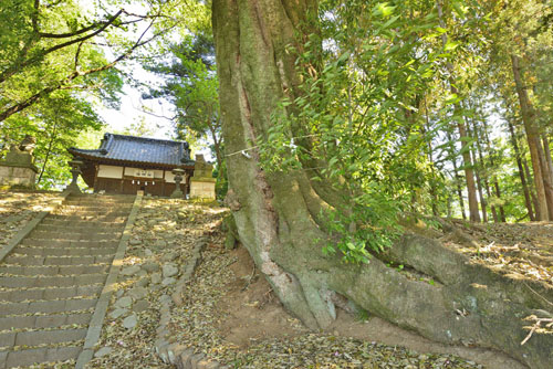群馬県巨木・太田市・三島神社のシラカシ