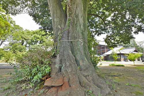埼玉県巨木・さいたま市・秋葉神社のアラカシ