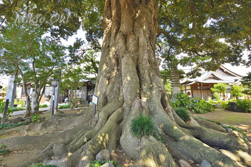 埼玉県巨木・さいたま市・法光寺のスダジイ
