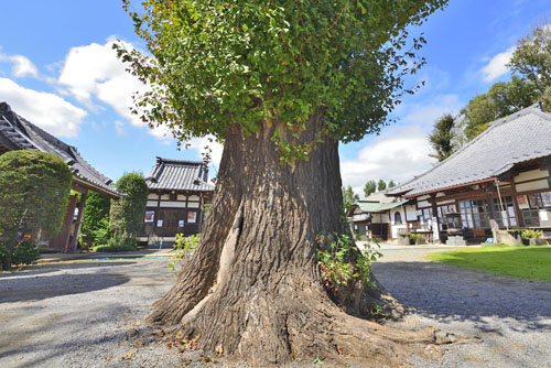 埼玉県巨木・さいたま市・正蔵院のイチョウ