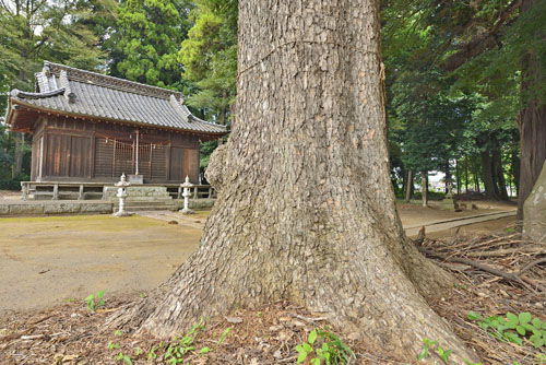 埼玉県巨木・蓮田市・上平野八幡神社のモミ