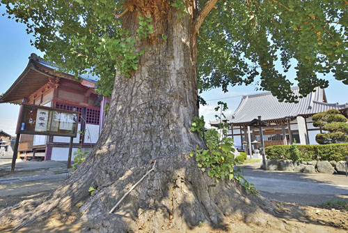 埼玉県巨木・久喜市・光明院のイチョウ
