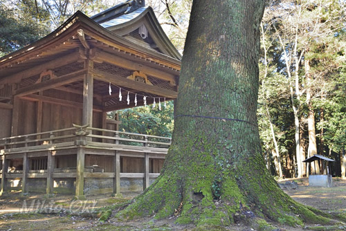 埼玉県巨木・久喜市・菖蒲神明神社のクスノキ
