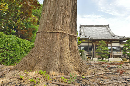 茨城県巨木・境町・妙安寺のイチョウ