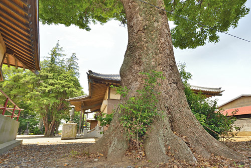 茨城県巨木・境町・金剛院のクスノキとイトヒバ