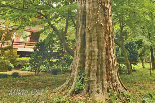 埼玉県巨木・桶川市・倉田の大カヤ