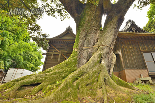 埼玉県巨木・桶川市・多気比売神社の大シイ