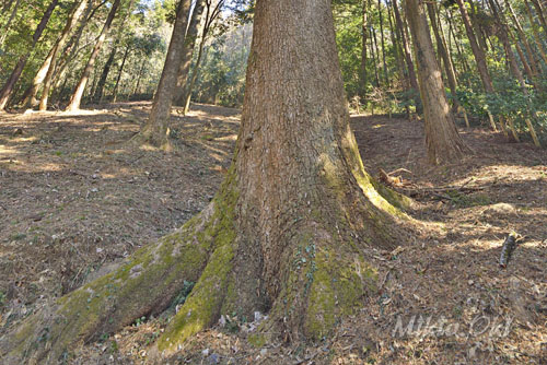 埼玉県巨木・鳩山町・高野倉のモミ