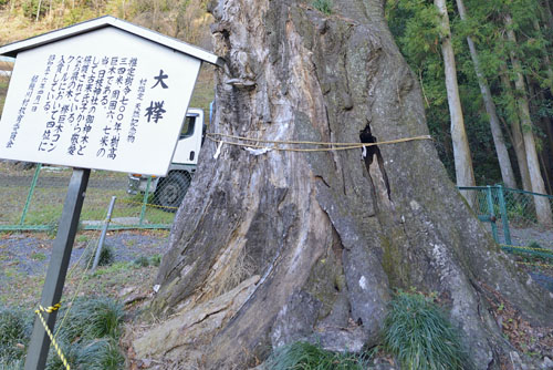 埼玉県巨木・ときがわ町・大附日枝神社の大欅