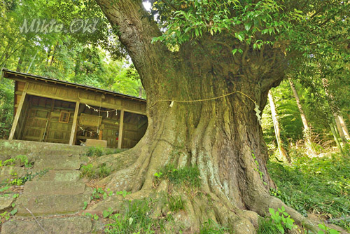 栃木県巨木・栃木市・富田雷電神社の椎