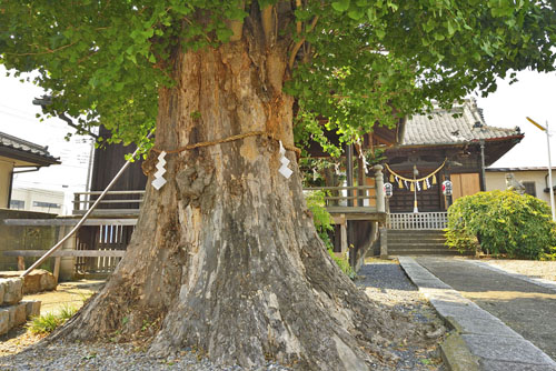 栃木県巨木・栃木市・富田八坂神社のイチョウ